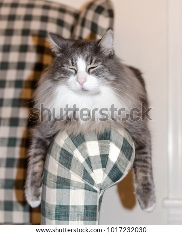 Funny Feline cat draped over the arm of a chair.  Kitty cat is relaxed and resting while balancing with arms hanging straight down. Cute picture of domestic animal in home setting.