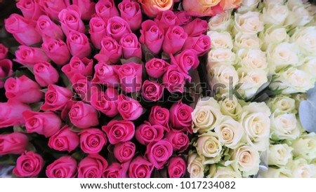 Netherland's Pink and White Roses in the street market. Neatly arrange, taken from the top angle with good proportion made this picture of roses has an astonishing and fresh pattern.