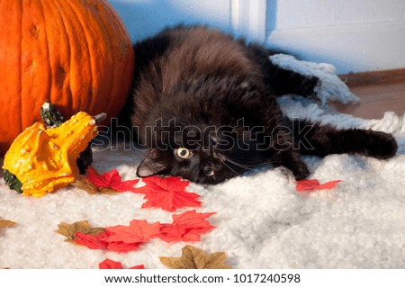 A black cat, named Patch, is photographed with pumpkin patch motif in Shelton, WA, USA.