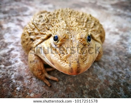 Close Up Lovely Frog on the Concrete Floor, Asia Laos Animal for Food Business Image Background