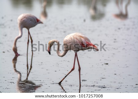 Wild birds big pink flamingo in national park, Provence, France in the summer