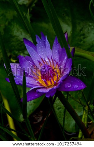 Beautiful water lily close-up picture taken after the rain stop