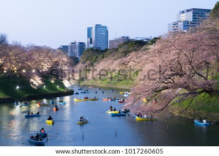 Night view of massive cherry blossoming with Tokyo city as background. Photoed at Chidorigafuchi, Tokyo, Japan.
