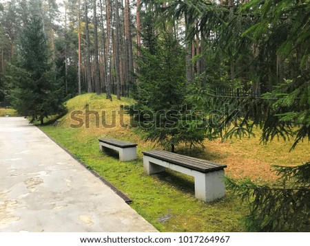 Benches in the Park. Stone benches with wooden seats in the Park, everywhere coniferous green trees.