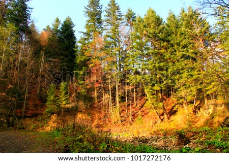 Autumnal forest with fur-trees and bushes on the hill