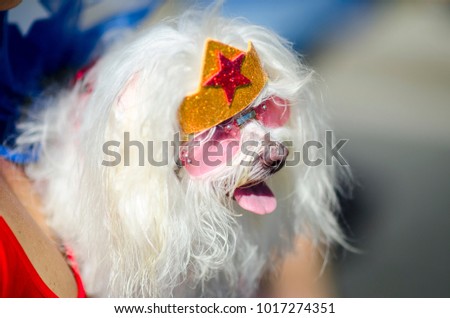 A fluffy white dog celebrating Carnival wearing a superhero crown and sunglasses at the annual Blocao pet carnival in Rio de Janeiro, Brazil