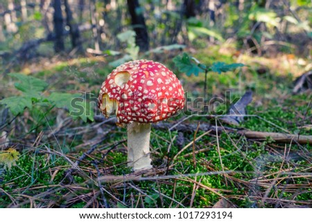 Close up of red Fly Amanita (Amanita Muscaria) in the forest in fall. Autumn colorful scene background in sunlight. Poisonous mushroom. Detail of toxic Fly Agaric in grass with leaves. Europe