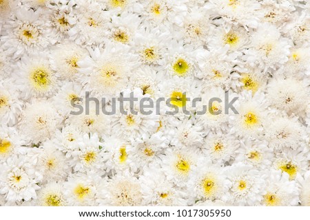 White Mum flower background.