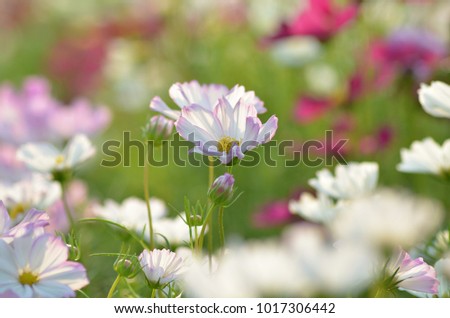 cosmos flower, soft picture?