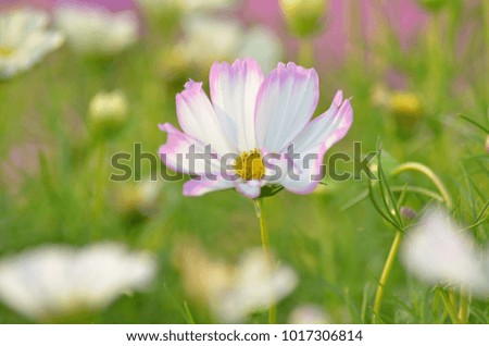 cosmos flower, soft picture?