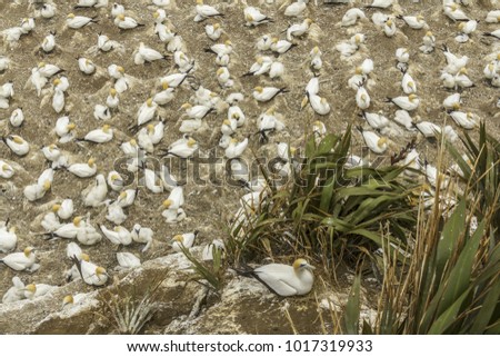 Gannet Bird Colony at Muriwai Beach, Auckland - New Zealand; migration birds come to new zealand during every spring and summer time