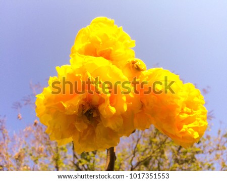Tabeduia chrysantha (Jacq.)Nichols ,Golden Tree,Flowers.
