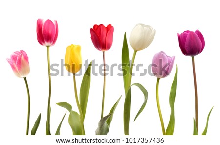 Set of seven different color tulip flowers isolated on white background Royalty-Free Stock Photo #1017357436