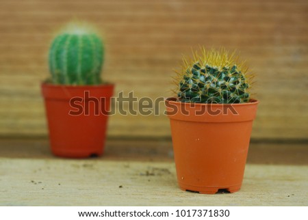 Cactus isolated on wooden background. Minimalism concept.