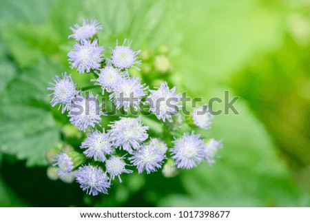 Spring or summer abstract season nature background with grass flowers and bokeh lights,Flowers grass blurred bokeh background vintage.à¸­