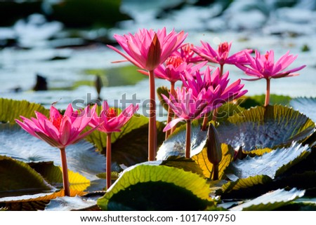 Red lotus flower in the water  thailand,Nymphaea pubescens Willd 