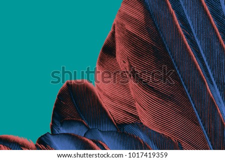 close up feather brown - blue isolated on green background