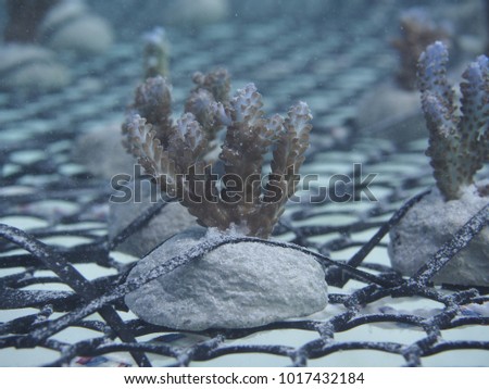 coral propagation program in sabah, Malaysia