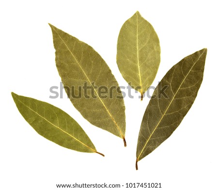 Bay leaf isolated on white background. Macro.