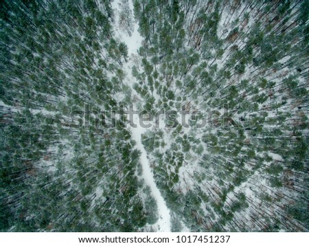 Winter forest. View from above. The photo was taken with a drone. Pine and fir forest in the snow.