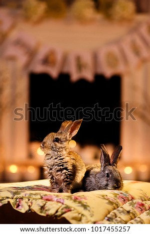 A cute picture of two fluffy bunnies in a room with an evening warm light. Bunnies by the fireplace.