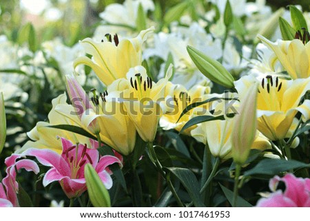 Blossoming lilies in the garden
