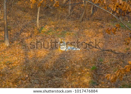 Tigress lying on the ground, resting. Russia. the Amur tiger. Taiga
