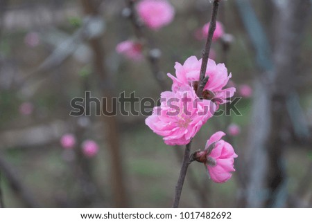 Pink Cherry Blossom or Sakura flower on nature background