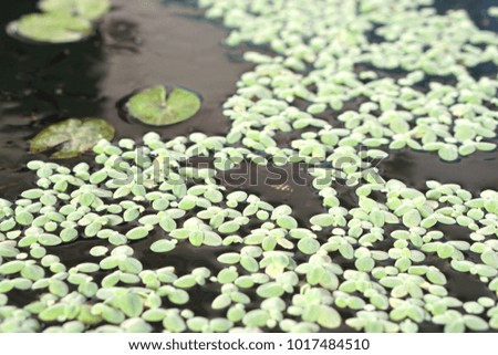 abstract of duckweed on pond in tropical garden