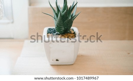 Cactus on wooden floor