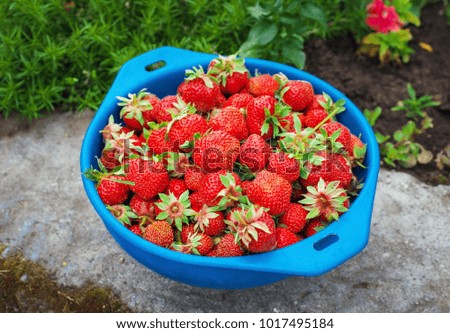 Delicious ripe strawberries on the plate at the garden