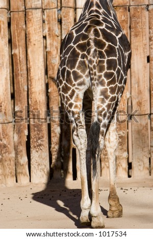 giraffe butts against a wooden background
