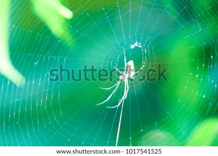 soft focus small spider with green blured textures background.