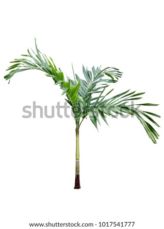 Betel Palm Tree Cut Out Isolated Stock Photo