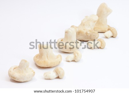 mushrooms on a white background