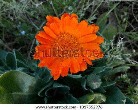 Calendula flower in garden 