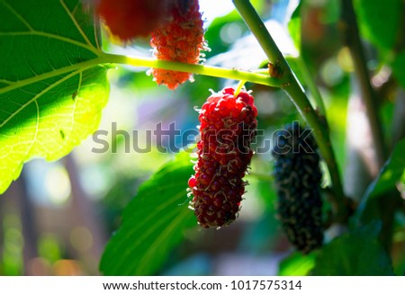 Mulberry fruit growing up in the garden,it's a tasty fruit for everyone.