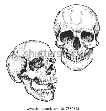 skull set, skeleton head anatomy ink hand drawn engraving line art stock vector vintage illustration