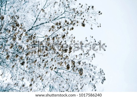 Snow-covered branches of trees. Winter background