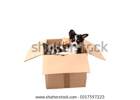 three chihuahua in the paper box isolated on the white background