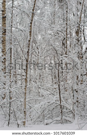 
Russian frosty winter in the fir.