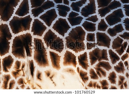 Detailed texture of the real giraffe skin