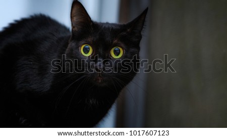 Black cat big eyes with big ears. superstition and horror cat simbolism