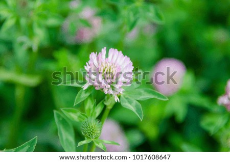 flower macro pink clover