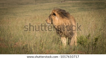Lions of Nambiti