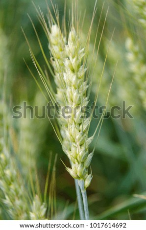 green ear of wheat macro