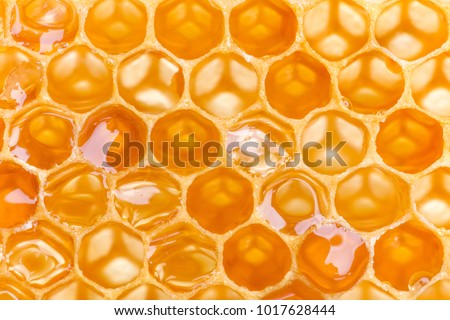 Extreme macro shot of a honey filled honeycomb Royalty-Free Stock Photo #1017628444