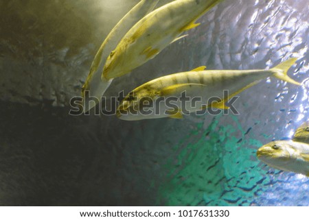 Tropical fish with corals and algae in blue water. Beautiful background of the underwater world.	

