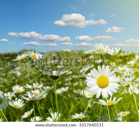 Beautiful spring landscape with daisies in sunlight (harmony, anti-stress, joy - concept)