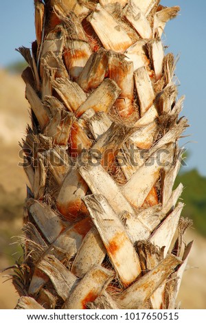 
Closeup view of Coconut trunk. Silhouette of tall palm tree trunk. Body of oil palm tree. Tropical Palmtree bark. Rough Texture of trunk of a date palm tree. Bark of palm. Cut palmleaves. coco tree